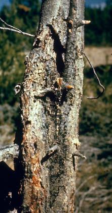 (Pinus contorta) v důsledku korové nekrózy způsobené