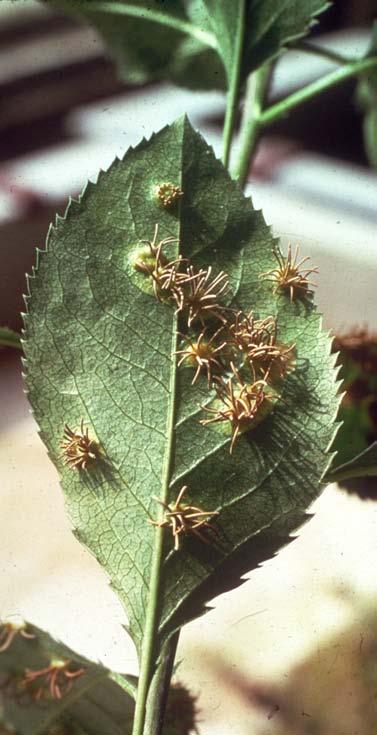 asiaticum na listu hrušně (Pyrus sp.