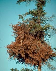 ), hlavním hostitelem je smrk Engelmannův (Picea engelmannii), druhým hostitelem je medvědice lékařská (Arctostaphylos uva-ursi).