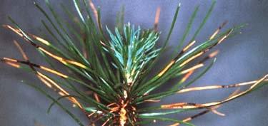 Mycosphaerella gibsonii je rozšířen v Asii, Africe, Střední Americe a Oceánii. Jeho nepohlavní stadium (anamorfa) Cercoseptoria pini-densiflorae způsobuje silnou sypavku borovic (Pinus spp.