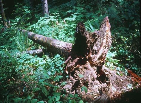 weirii Vyvrácená douglaska (Tsuga sp.