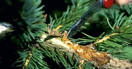 třetích zemí. 106 106 Dospělec smoláka P. nemorensis 107 Larva smoláka P.