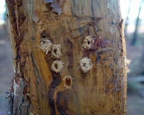 Poškození vrcholu borovice pokroucené (Pinus contorta) vyvolané žírem larev P.