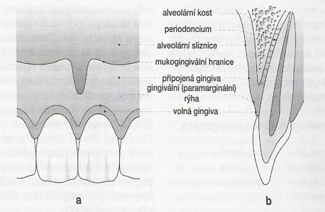 Parodont se skládá ze čtyř složek: gingivy, periodontálních vláken, cementu a kostí alveolárního výběžku. Schéma stavby parodontu je znázorněno na Obrázku 1. Obrázek 1 Anatomické struktury parodontu.