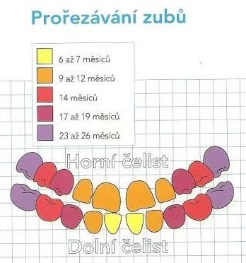 Po řezácích nastává mezi 12. a 16. měsícem erupce prvních mléčných stoliček, nejprve horních a poté i dolních. Prořezáním prvních mléčných molárů způsobuje první fyziologické zvýšení chrupu.