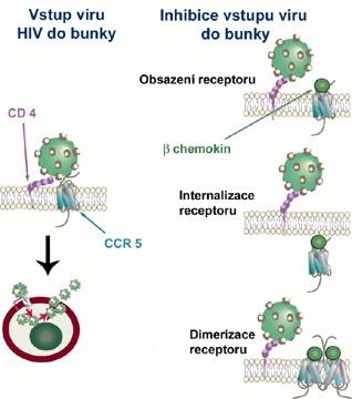 Obr. 3. Hypotézy o mechanizmu účinku, jakým β-chemokiny zabraňují vstupu viru HIV-1 do vnímavých buněk a tím dalšímu šíření infekce [87].
