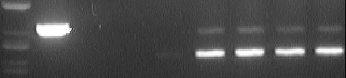 Exprese mrna pro RANTES/CCL5 po aplikaci nehydroxylovaných ANP Transkripce mrna pro RANTES je u lidské buněčné linie THP-1 indukována již za 2 h působení sloučenin N 6 -cyklopropyl-(r)-pmpdap a N 6