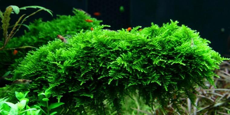 Kontaminované hlinitopísčité a písčité půdy vystavené působení HL přeměnily kovy na biologicky nedostupné stabilní formy a snížily množství volně přenášených iontů. 3.
