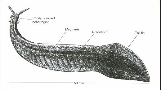 diadexus - 2,2 cm, pohyb při mořském dně, příbuznost s kopinatci, popis na základě jediného