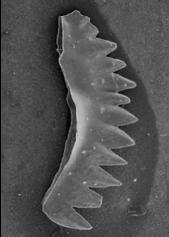 svrchní kambrium (500 mil. let) až trias (220 mil. let) konodonti - fosilní chronometr, příbuzní se sliznatkami nebo mihulemi, anebo primitivní čelistnatci (?