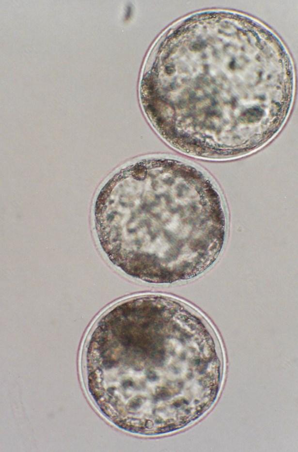 3.1.5. Kryokonzervace embryí Bovinní embrya predikovaného pohlaví lze konzervovat bez ztráty vývojové schopnosti buď a) standardními zmrazovacími postupy nebo b) metodou vitrifikace.