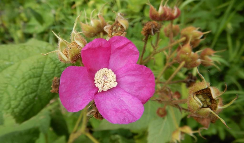 Rubus odoratus 99a. Radhošťské Beskydy 6576d, Bílá (distr. Frýdek-Místek): levý břeh Bílé Ostravice, 160 m V od kostela v obci (sv. Bedřich), 49 26'31,9"N, 18 27'22,1"E, 539 m n. m., jedna rostlina (24.