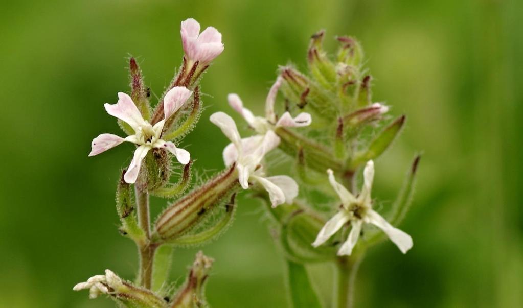 Obr 7: Silene gallica rostoucí na okraji poli u Metylovic, detail květenství. Foto Z. Lukeš.