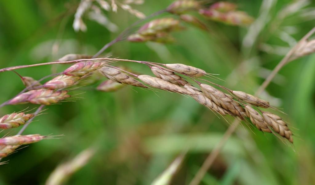 Bromus commutatus 84a. Beskydské podhůří (DD) 6376c, Metylovice (distr.