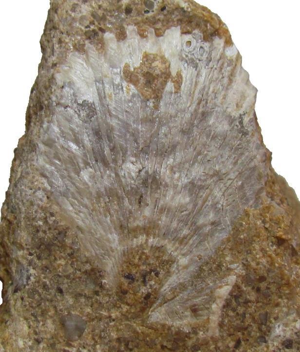 Paleontologická lokalita Ostrov poskytla fosilní materiál z řad běžných i stratigraficky významných druhů.
