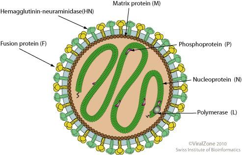 Čeleď: Paramyxoviridae obalené