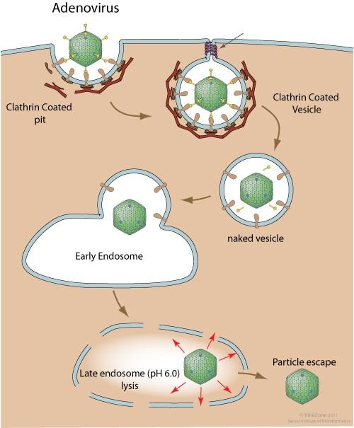 Adenoviry (3) přichycení viru glykoproteiny endocytóza rozrušení endosomu lytickými