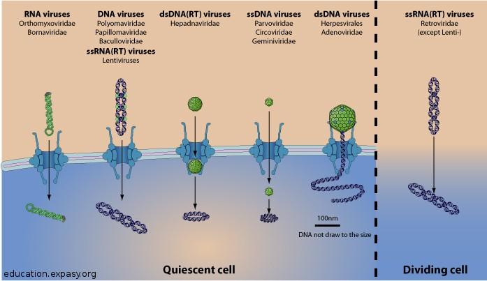 Adenoviry (4)