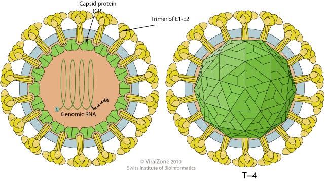 Virus rubeoly