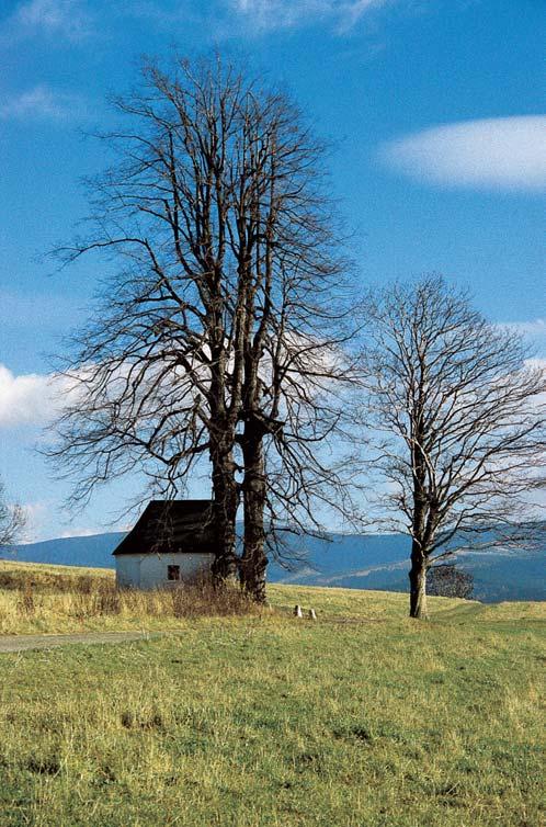 O: 395 cm, Vs: 3 m, S: 60 let. 3. Lípa malolistá, k. ú. Postfielmov, p. ã. 86, u kaple sv. Prokopa, vpravo pfii v jezdu z Postfielmova na Chromeã. O: 370 cm, Vs: 4 m, S: 00 let. 3. Lípa velkolistá, k.