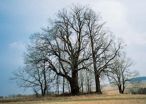 m. O: 475, 385 cm, Vs: 3, m, S: 50 let. 60. Lípa velkolistá, k. ú. Vysok Potok, p. ã. 88, u domu ã. p. 6, poblíï silnice do Malé Moravy. O: 440 cm, Vs: 5 m, S: 50 300 let. 6. Lípa velkolistá, k. ú. Vysok Potok, p. ã. 88, u domu ã. p. 6, poblíï silnice do Malé Moravy. O: 450 cm, Vs: 3 m, S: 50 300 let.