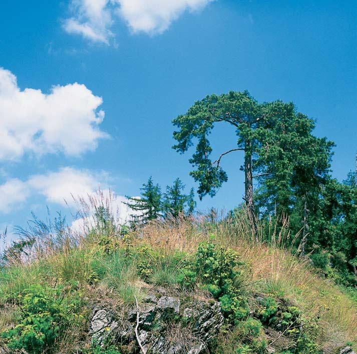 Olomoucko GEOLOGIE Území náleïí ke geomorfologickému celku Hanu ovická vrchovina.