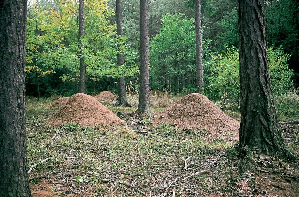 Olomoucko GEOLOGIE Území náleïí k zábfieïskému krystaliniku.