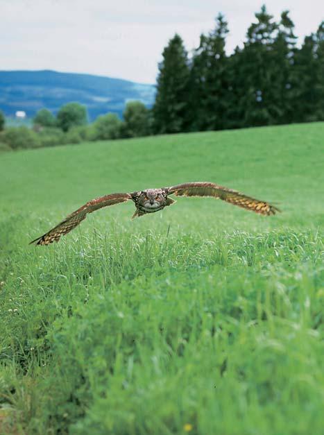 Olomoucko Pfiírodní park Sovinecko Vyhlá en v roce 994 Okresními úfiady v Bruntále, Olomouci a umperku. Rozsáhl pfiírodní park zaujímá 9 90 ha ( umperk 030 ha, Olomouc 790 ha, Bruntál 0 970 ha).