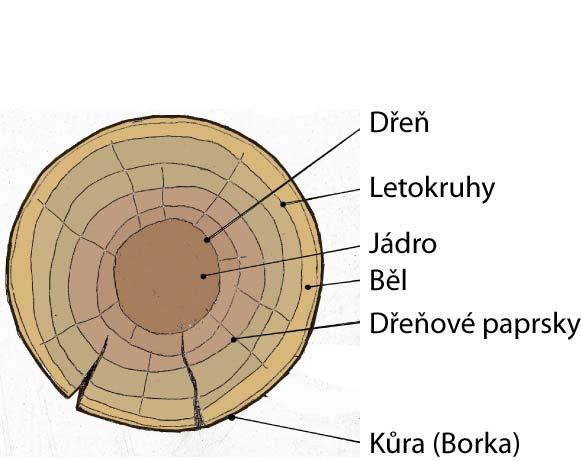 kaštanovník s polokruhovitě