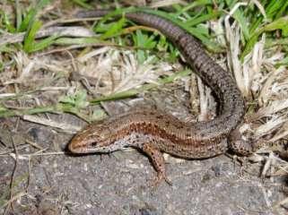 ještěrkou ţivorodou (Lacerta vivipara) a vzácně i se zmijí obecnou(vipera berus), pro kterou je zdejší ostrůvkovitý výskyt jednou z nejníţe poloţených lokalit v ČR.