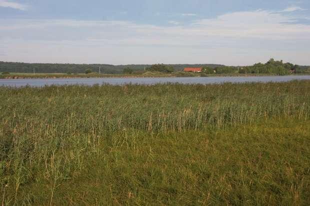 Obr.4: Rybník Zrcadlo pohled ze silnice od Budčevse. Především z důvodu druhové rozmanitosti byly rákosiny severovýchodního břehu rybníka Zrcadlo zvoleny za místo, kde byl v r.