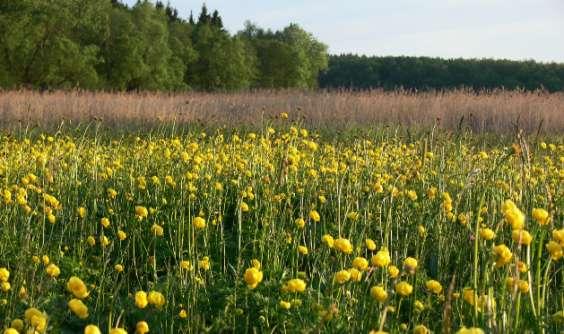 esculenta). Můţeme zde také zaregistrovat přítomnost drobných lesních savců a ve strouhách u cesty téţ ještěrku ţivorodou, která je pro oblast Roţďalovicka charakteristickým druhem.