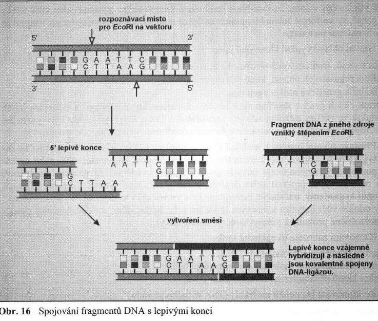 Spojování fragmentů DNA s