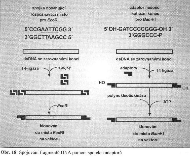 Spojování fragmentů DNA