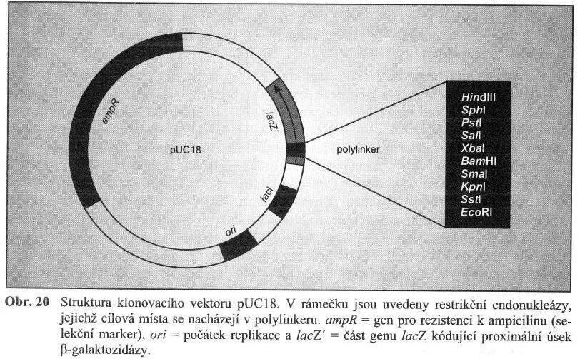 Identifikace baktérií nesoucí