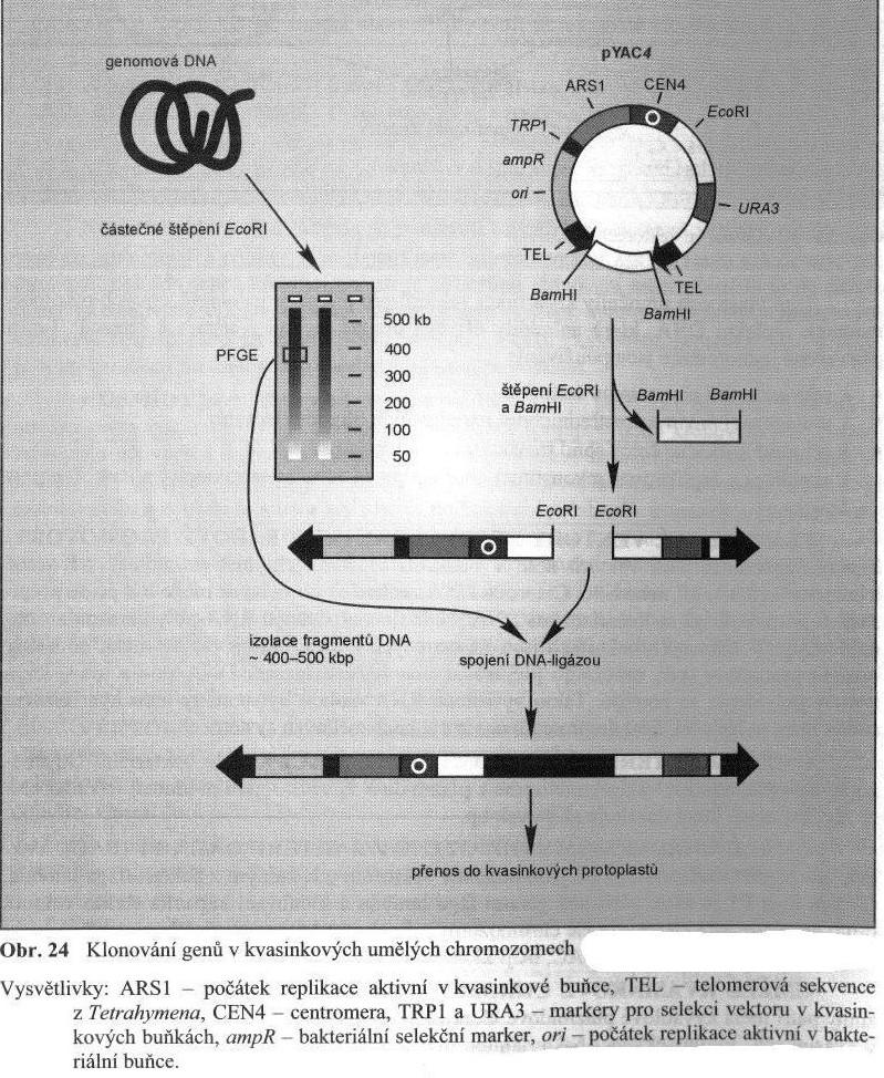 Klonování genů v YAC