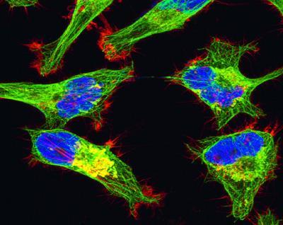 5 Analýza buněk fluorescenčním mikroskopem 5.