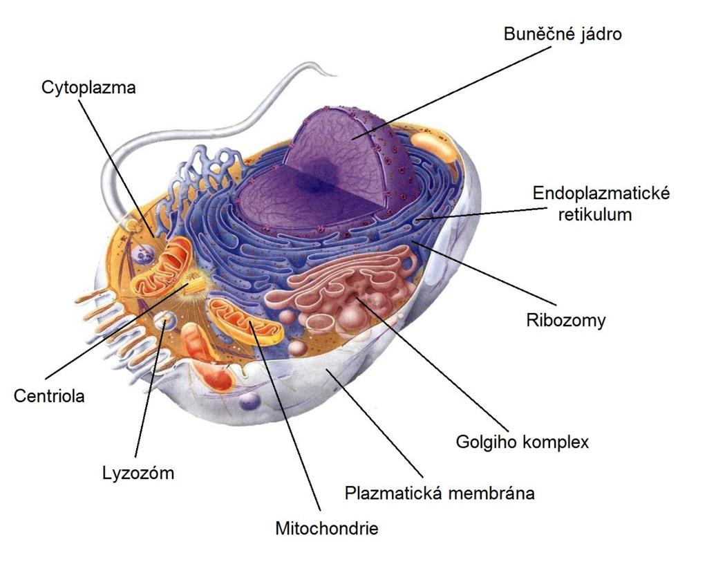 každé buňce, ale zvlášť velké množství jich obsahují buňky vyznačující se fagocytózou.