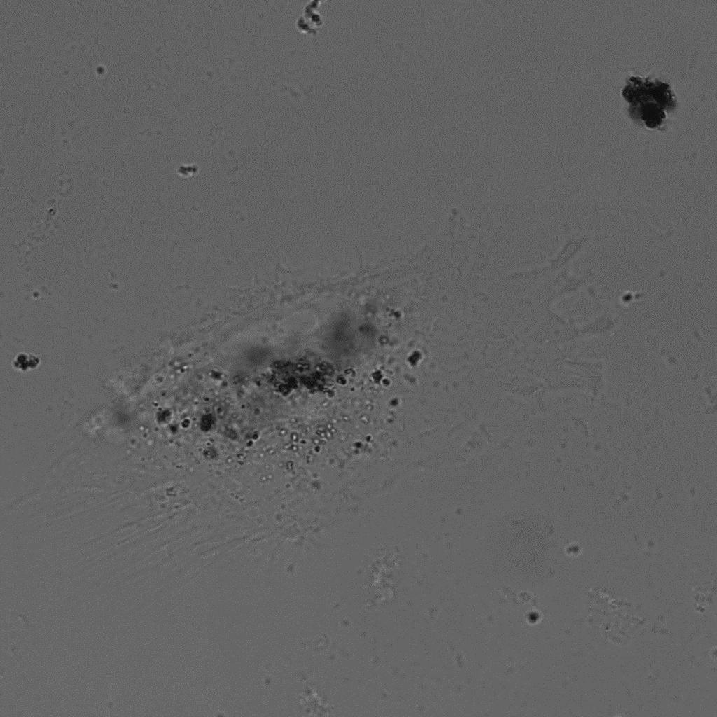 Obr. 20: Snímek mezenchymálních buněk pořízený fluorescenčním mikroskopem LEICA TCS SP 8 (zobrazení s průchozím světlem) 6.1.