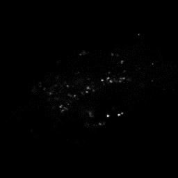 6.1.4 Získané spektrální snímky Fluorescenční mikroskop Leica je vybaven funkcemi lambda a 2D lambda skenu, které umožňují skenovat fluorescenci vzorku napříč zvoleným rozsahem vlnových délek.