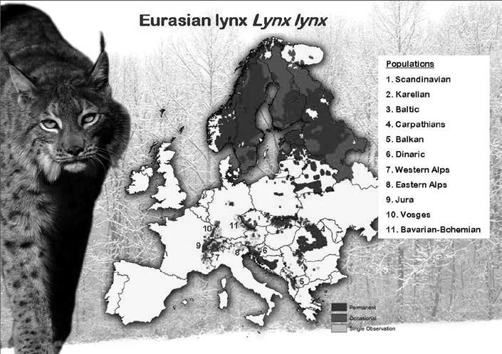 Jedná se o vlka obecného (Canis lupus), rosomáka (Gulo gulo), medvěda hnědého (Ursus arctos), rysa ostrovida (Lynx lynx) a rysa pardálového (Lynx pardinus).