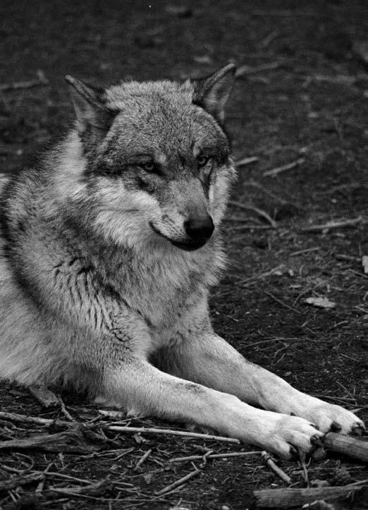 www.lcie.org). Jedná se o pracovní skupinu IUCN Special Survival Commision.