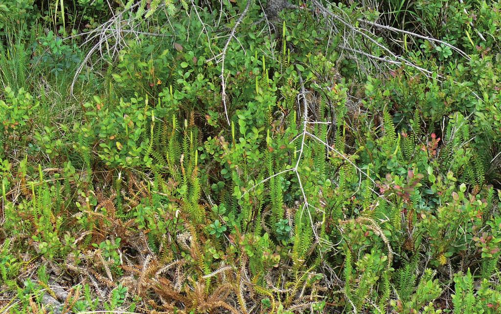 Obr. 10. Lycopodium annotinum na lokalitě Na Kotli (č. 5). Fig. 10. Lycopodium annotinum at the locality Na Kotli (No.