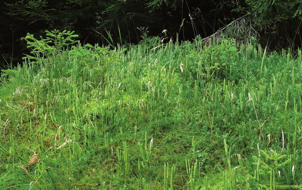 Lycopodium clavatum na lokalitě Hojerův dům Petrovka (č. 96). Fig.