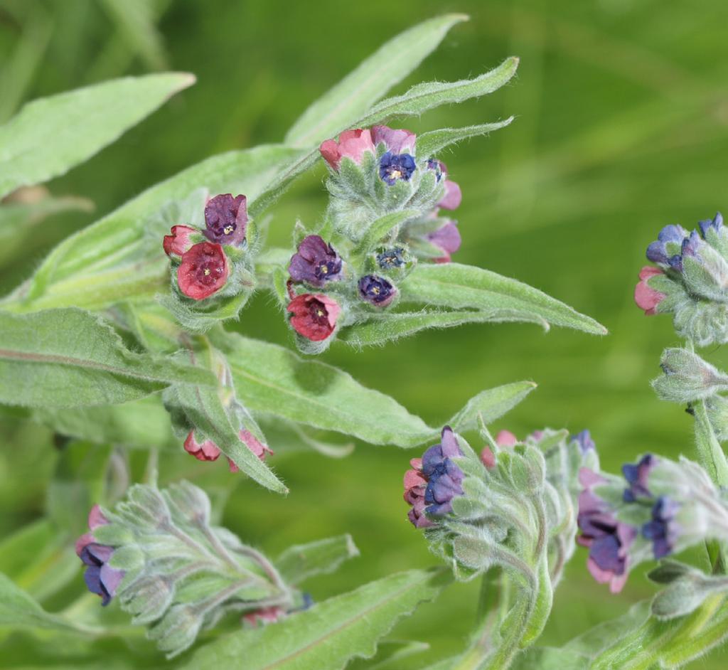 16 EXKURZE Zprávy Moravskoslezské pobočky ČBS 7, 2018 1 2 Obr. 1. Užanka lékařská (Cynoglossum officinale) je na Přerovsku velmi hojným druhem. Obr. 2. Modřenec chocholatý (Muscari comosum). Foto M.