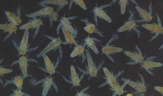 Obr. 3.6.: Artemia salina 52 3.4.4. Fytotesty Testy fytotoxicity se využívaly již na počátku 20. století, ale velmi sporadicky. Současné testovací metody byly vytvořeny teprve v roce 1970.