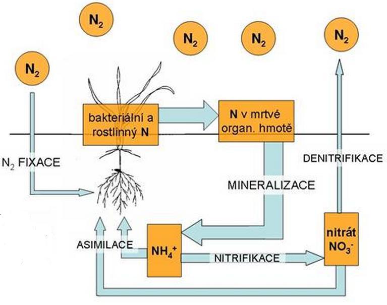formě, která je pro rostliny nepřístupná a jen 1 2 % se nachází v minerální formě (Richter, Hlušek 2006). 3.4.