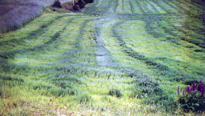 Obr. 3: Nevyrovnaný porost díky nerovnoměrné aplikaci dusíku (Příkopa 2005, foto Bergmann) 3.4.4 Projevy nadbytku dusíku V období odnožování vede nadbytek dusíku k zahušťování porostu (Kosař et al.