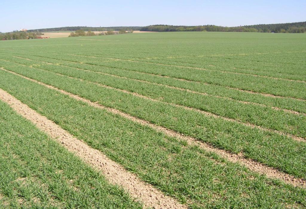Obr. 7: Porost v době odnožování 4.5 Sklizeň pokusu Porost byl sklizen maloparcelní sklízecí mlátičkou Wintersteiger. U všech variant byl stanoven výnos zrna a jeho kvalita.