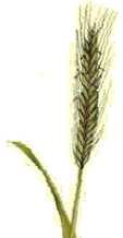 26 Pohanka Buckwheat Blé Noir Lupina modrá Blue Lupine Lupin Bleu Zelené žito Green Rye Seigle Vert Fagopyrum Lupinus angustifolius Secale cereale Množství kg/min kg/min kg/min Množství kg/min